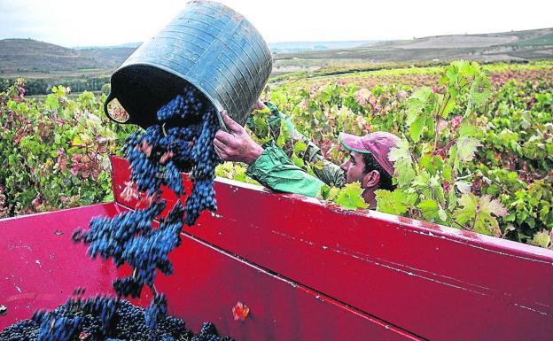 EH Bildu defiende que la denominación 'Viñedos de Álava' es «positiva» y «ayuda» a las pequeñas bodegas