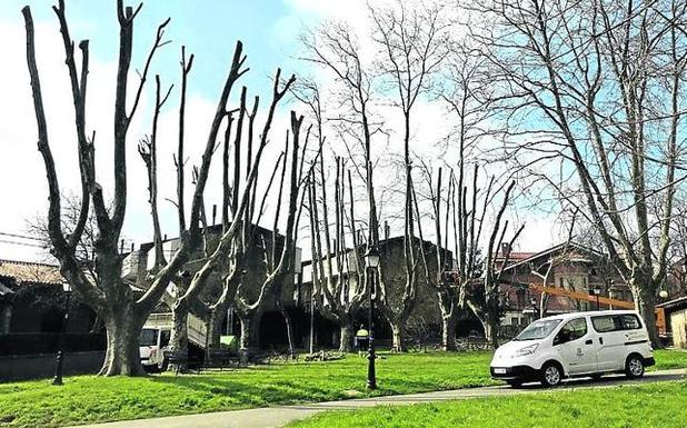 La plataforma en defensa del árbol critica «la masacre»de una poda en Getxo
