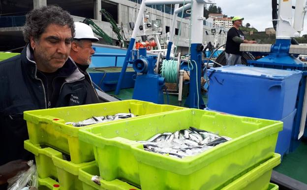 La anchoa desembarca en Ondarroa y Bermeo