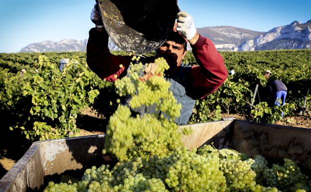 La Rioja delega en las bodegas los posibles recursos contra Viñedos de Álava