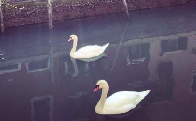 Los animales salvajes salen de las sombras animados por la ausencia de humanos en las ciudades