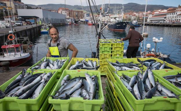 La flota artesanal de Bermeo descarga 87 toneladas de verdel