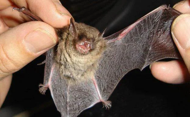El secreto de los murciélagos para combatir los virus