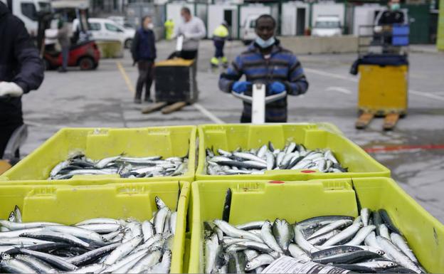 La masiva llegada de anchoa a los puertos provoca la caída de precios por debajo del euro