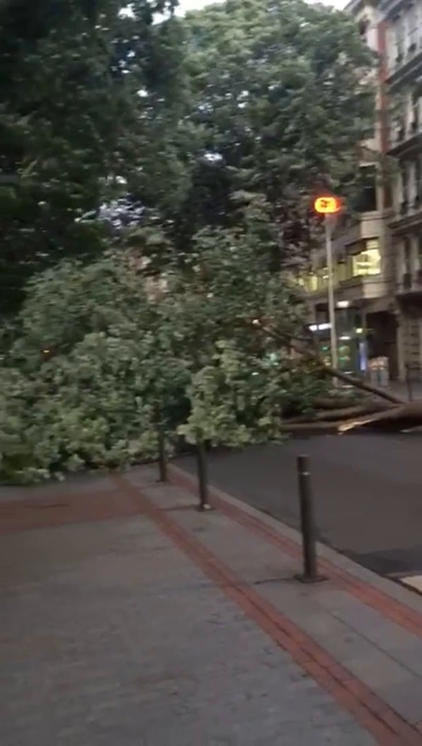 Un gran árbol caído en Moyua y varios contenedores en medio de la calle