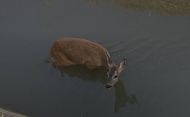 Los ecologistas denuncian la muerte de un corzo en el canal del Alegría, a la altura de Arbulo