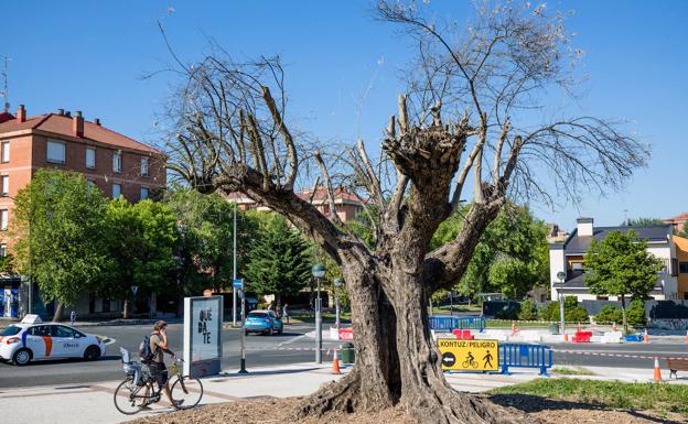 El olivo de Portal de Castilla, en la UCI