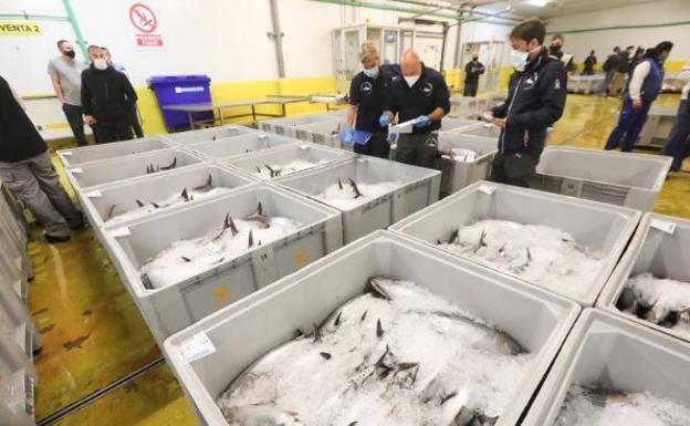 El primer bonito del verano bate un nuevo récord: 350,60 euros el kilo
