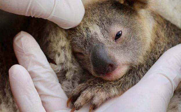 Australiako suteen ondorengo lehendabiziko koala jaio da