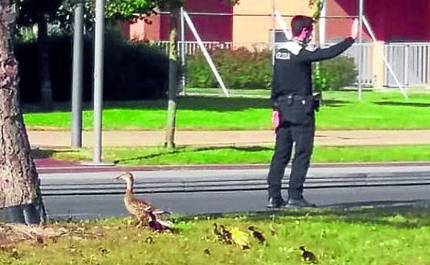 La Policía de Vitoria pone a salvo a una familia de patos