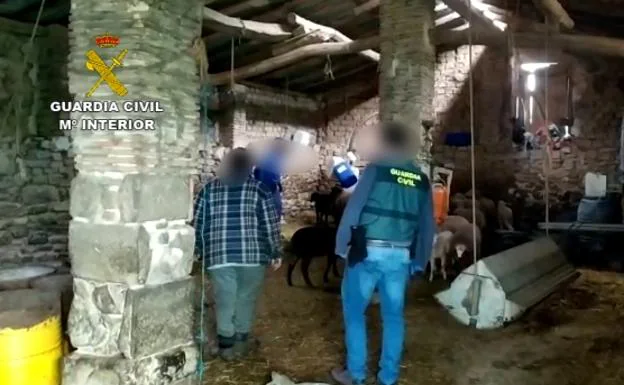 La Guardia Civil recupera en Navarra 67 animales robados a ganaderos de Álava y La Rioja