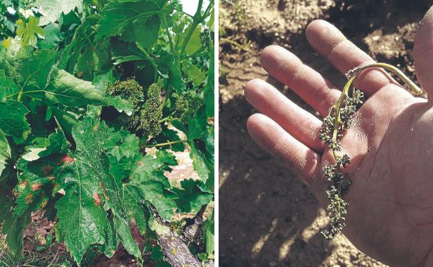 El mildiu ataca con especial «virulencia y precocidad» el viñedo de Rioja Alavesa