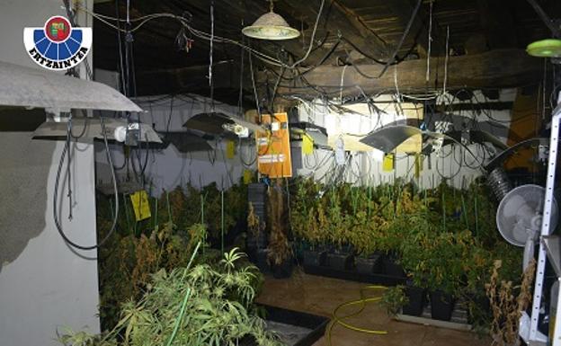 La Ertzaintza desarticula un grupo dedicado al cultivo y tráfico de marihuana en Murgia, Hernialde y Guadalajara