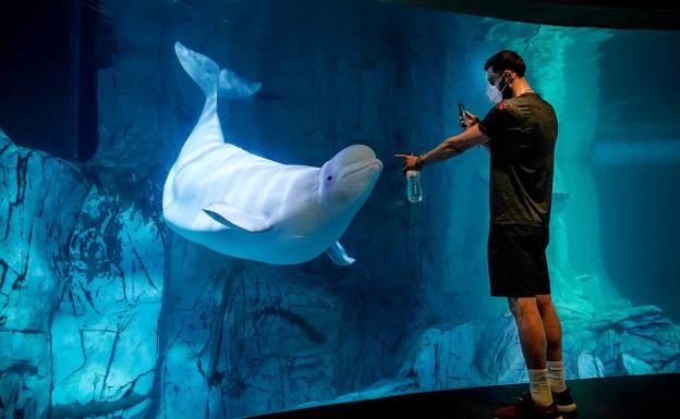 El Baskonia en el Oceanogràfic; un parque exclusivo para los equipos de la ACB