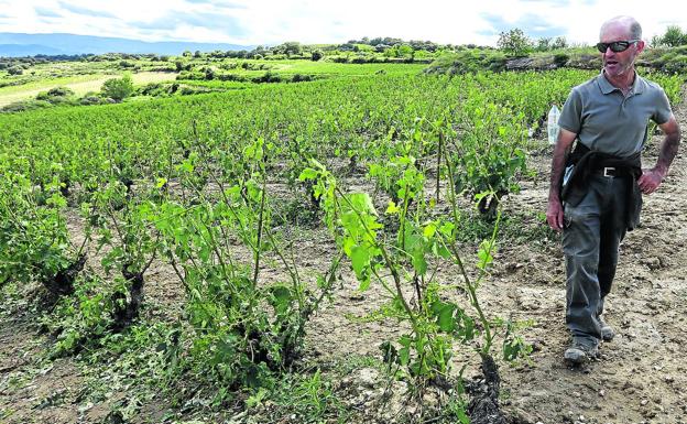 La granizada arrasa el 5% del viñedo de Rioja Alavesa a tres meses de la vendimia