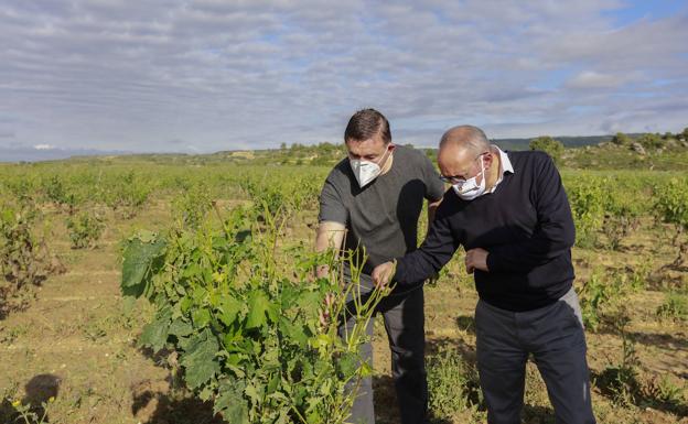 La Diputación seguirá fomentando ayudas para asegurar las viñas en Rioja Alavesa