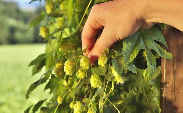 Euskal Herriko lupulu ekologikoaren proiektua abian da