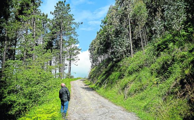 La 'peste del pino' hace que Bizkaia apueste de nuevo por el eucalipto