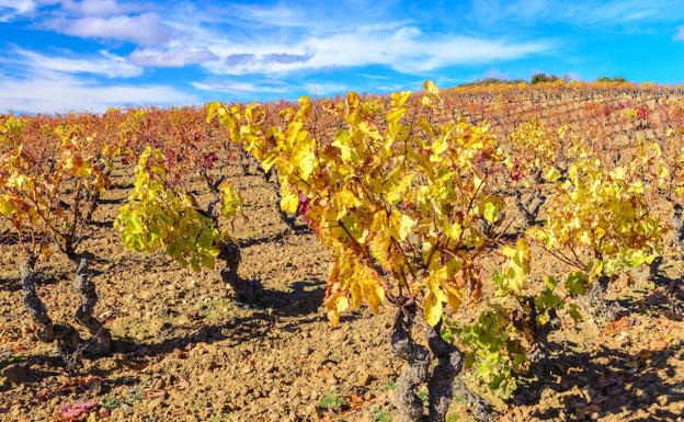 17 kilómetros entre viñas, restos prehistóricos y lagunas