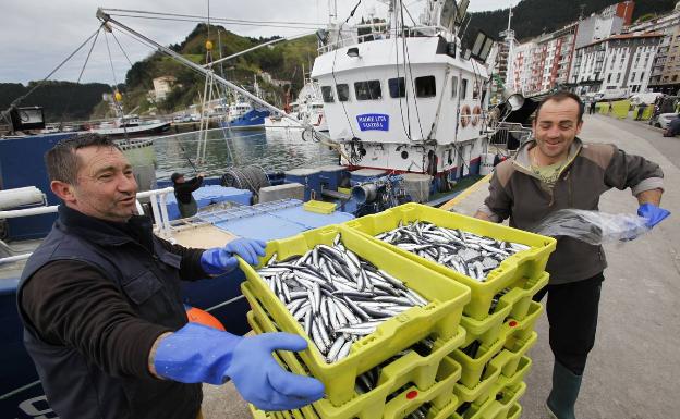 Sekula antzeman izan den antxoa biomasa handiena aurkitu dute Bizkaiko Golkoan
