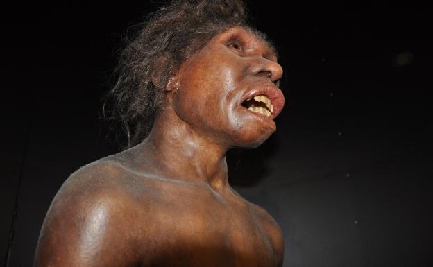 'Homo erectus' era achaparrado y robusto, más parecido a los neandertales que a nosotros