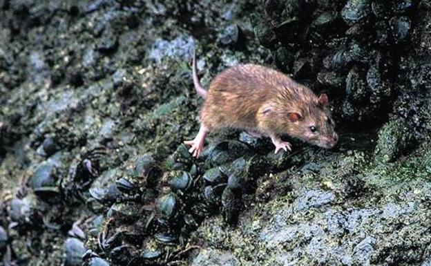 Bilbao inicia mañana en Otxarkoaga una campaña de desratización que se extenderá a toda la villa