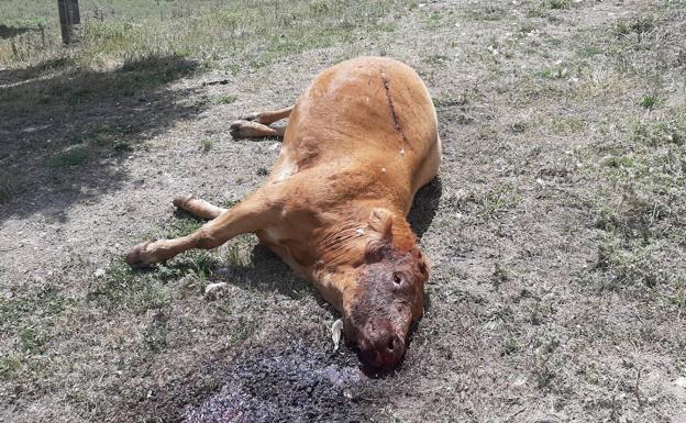 Un rayo fulmina cuatro vacas en la localidad alavesa de Barrón