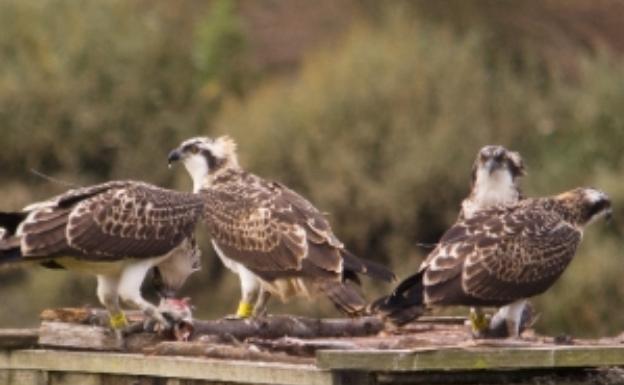 Urdaibai Bird Center ofrece cuatro salidas gratuitas para observar águilas pescadoras
