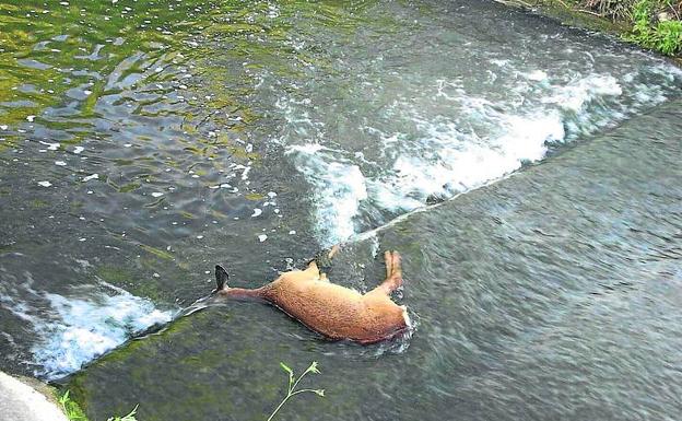 Amvisa quiere eliminar el canal del río Alegría para evitar accidentes de animales