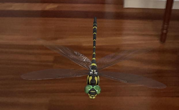 Google añade 23 insectos a su zoológico de realidad aumentada