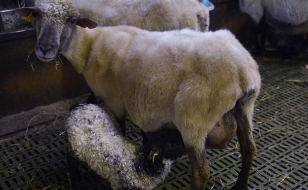 Denunciado por maltrato animal al vender 15 corderos y permitir su sacrificio en su granja de Álava