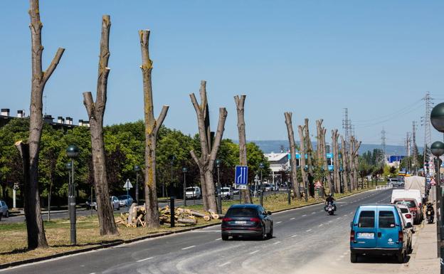 Portal de Zurbano recupera el arbolado con especies autóctonas