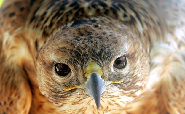 Archivadas las diligencias por la muerte de un halcón peregrino en Muzkiz