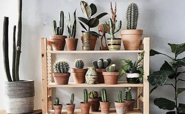 Ocho plantas para purificar y decorar los hogares vizcaínos