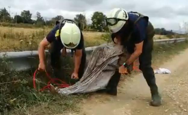 Atrapado otro corzo en el canal del río Alegría, el séptimo en los últimos meses