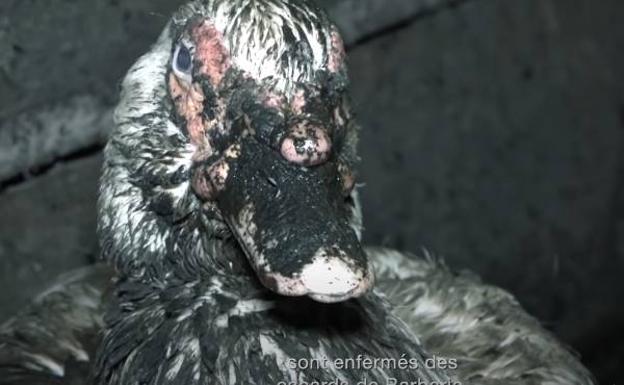 Las imágenes insalubres de una granja en el País Vasco francés ponen al sector del foie gras en el punto de mira