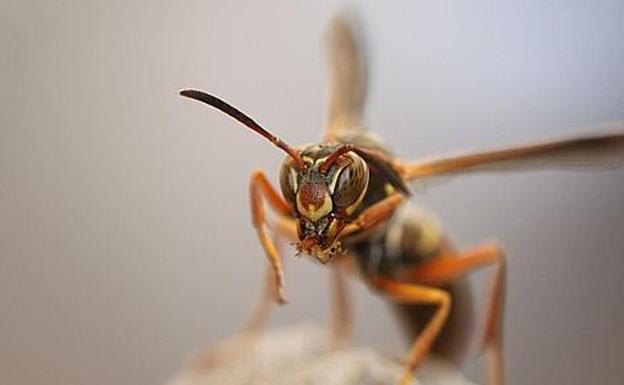 Hallan muerto a un anciano en su huerta en Zaratamo con múltiples picaduras de avispa