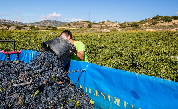 La vendimia arrancará en tres semanas con menos uva y una gran incertidumbre