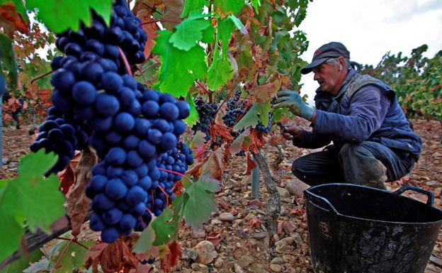 Daños «heterogéneos» en unas 200 hectáreas de Rioja Alavesa entre julio y agosto