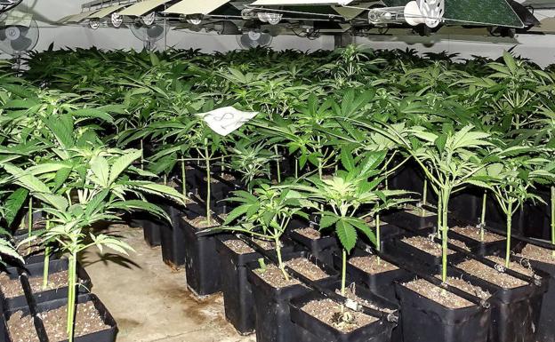 La Ertzaintza desmantela una plantación de marihuana en Agurain