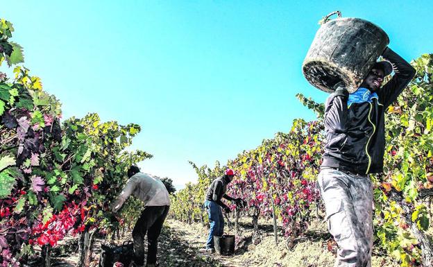 Bodegueros y viticultores de Rioja Alavesa se someterán desde el lunes a los test PCR