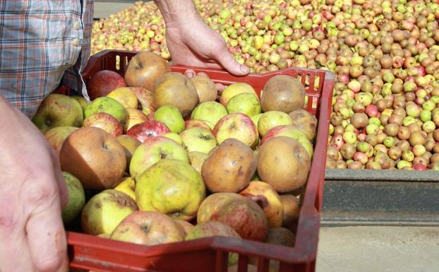 Tiempo de manzanas de sidra
