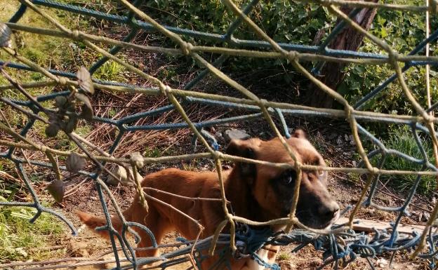 «Quiero que termine la pesadilla que está viviendo 'Begi'»