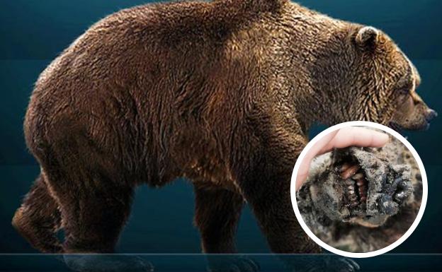 Un oso de las cavernas es hallado en Siberia perfectamente conservado