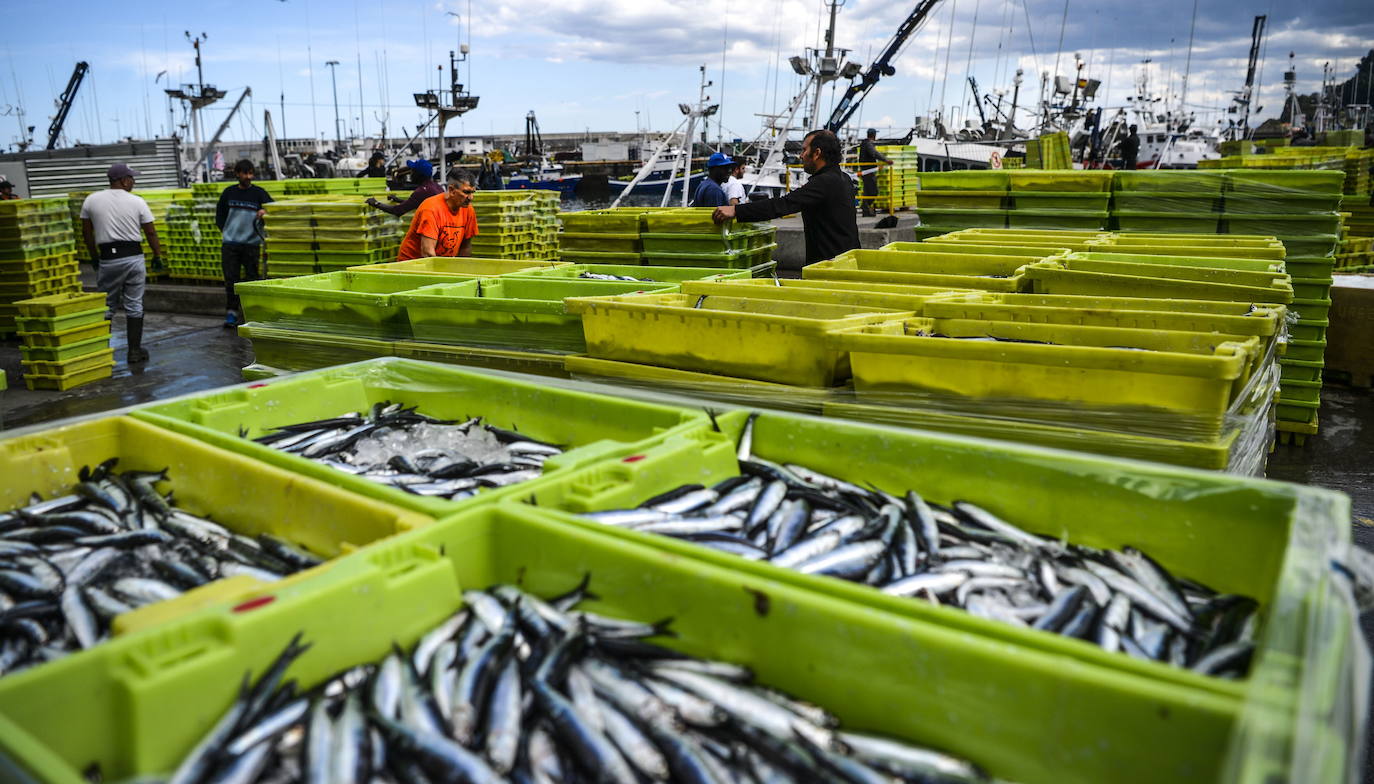 El Covid ahoga los puertos vascos, que han subastado un 87% menos de anchoa