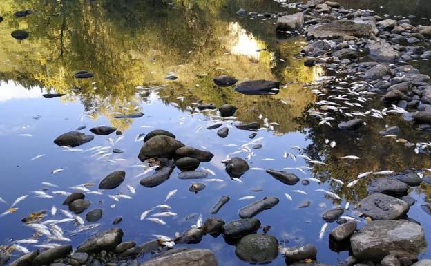 La falta de oxígeno provoca la muerte de peces en el Nervión