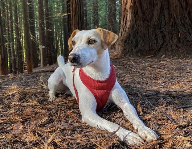 Pipper, el perro 'influencer', de vacaciones en Euskadi y Cantabria