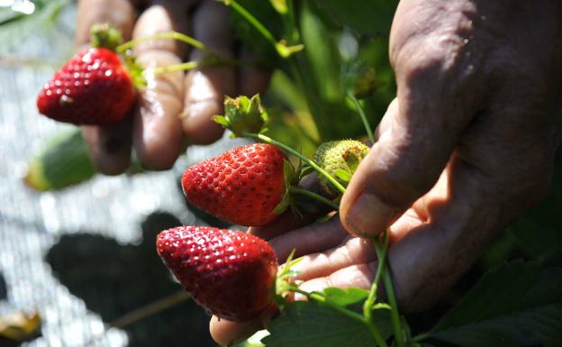 El CEA repartirá 400 plantas de fresa para medir la contaminación en Vitoria