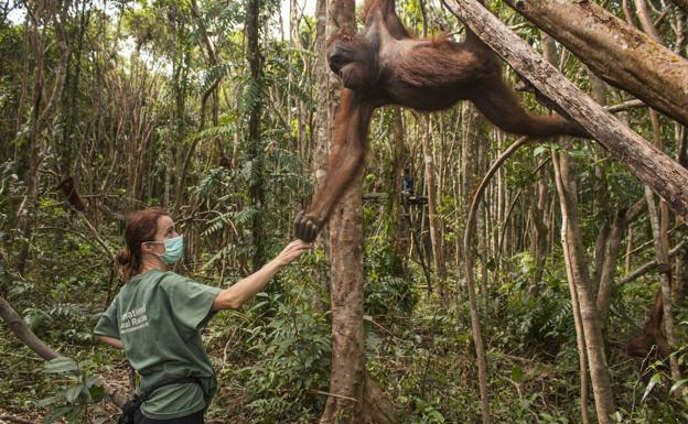 Karmele Llano, la bilbaína que protege a los orangutanes