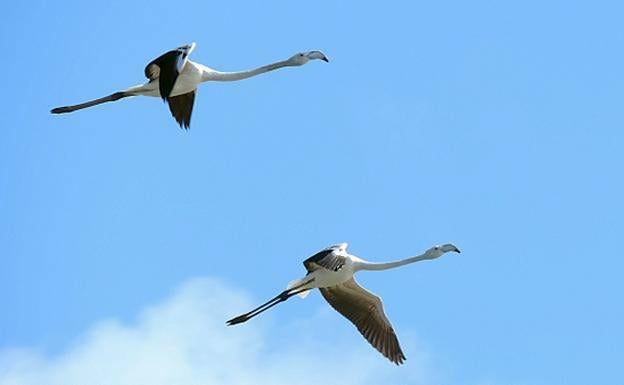 Nueve espacios para 'cazar' pájaros al vuelo